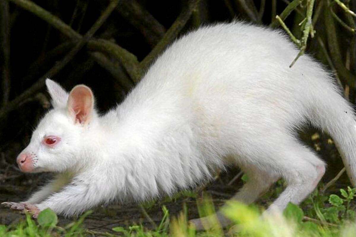 Nace en Alemania un canguro albino (Foto: Tomado de Internet/ VANGUARDIA LIBERAL)