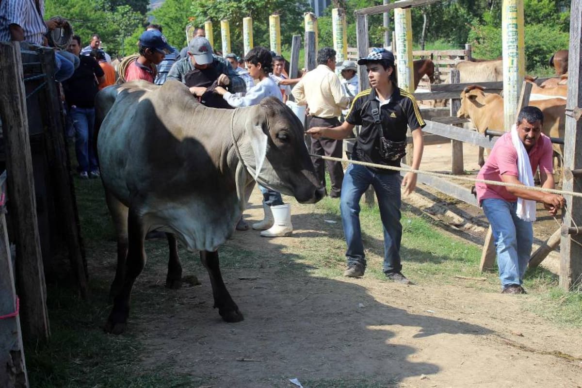 Una mañana de encuentros en la ‘feria del amarrado’ de Piedecuesta (Foto: Mauricio Betancourt/ VANGUARDIA LIBERAL)