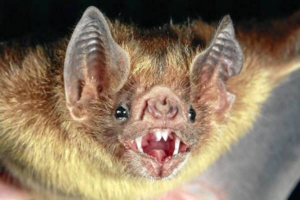 Identifican en Perú a personas con inmunidad natural a la rabia (Foto: Tomada de internet/VANGUARDIA.COM)