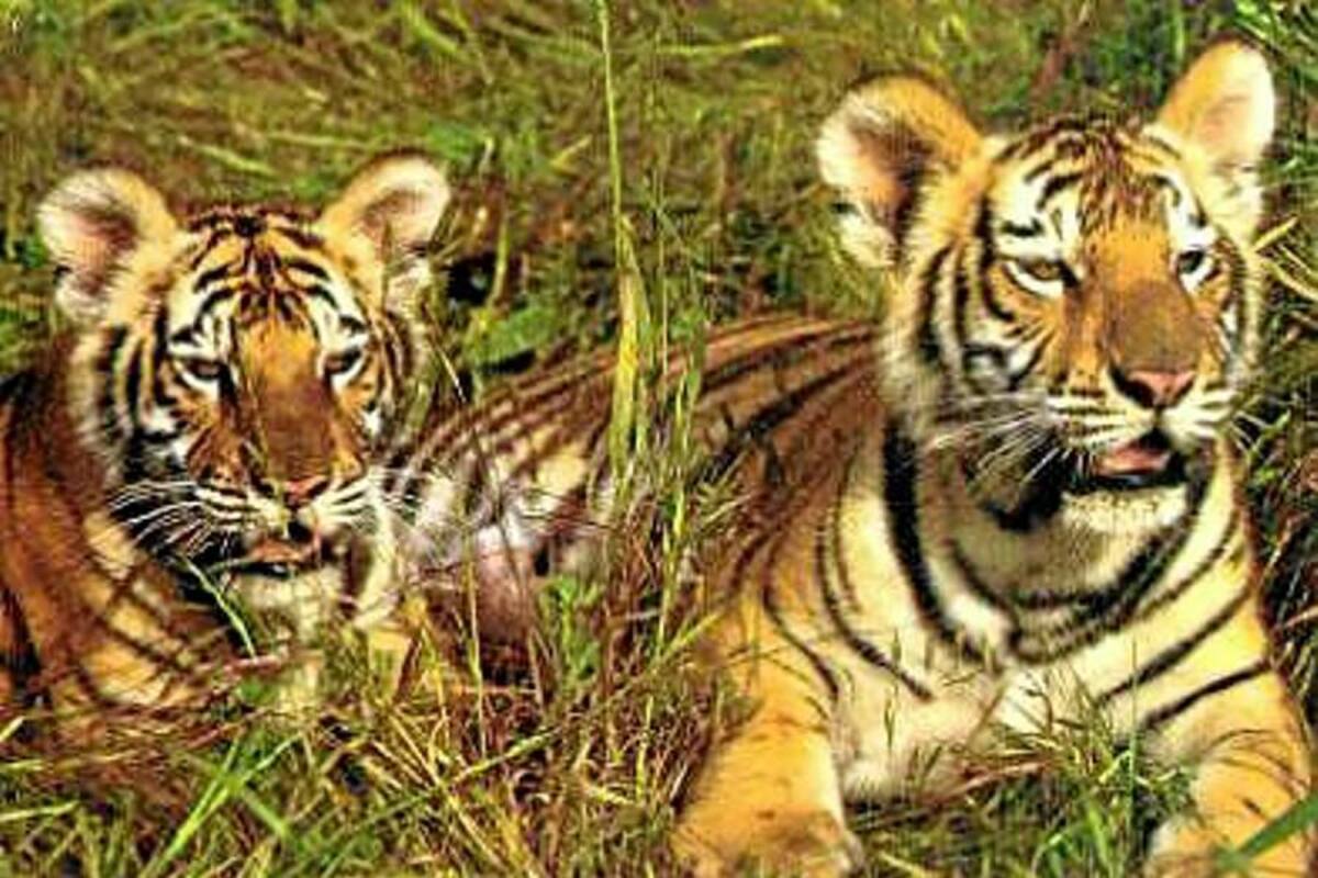 Un joven muere atacado por un tigre en zoológico de Copenhague (Foto: Archivo/VANGUARDIA LIBERAL)