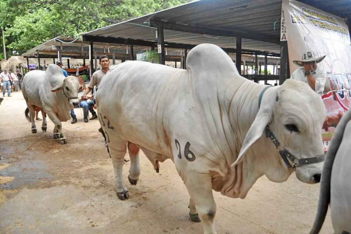 La FAO señala que el 22 % de las razas de ganado está en peligro de extinción (Foto: Archivo/VANGUARDIA LIBERAL)
