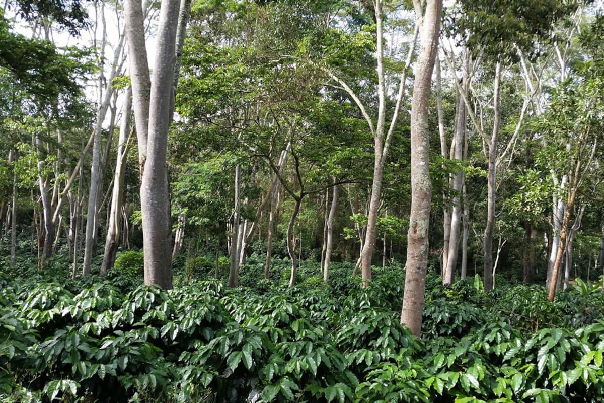 (Foto: Suministradas Hacienda El Roble )