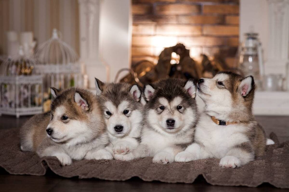 Malamute de Alaska: el perro de trineo que roba corazones y miradas (Foto: Archivo/ VANGUARDIA LIBERAL )