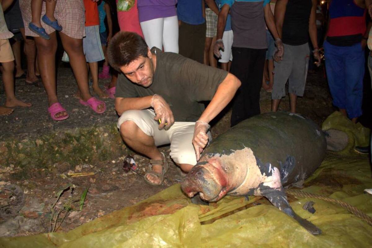 Manatí muerto en Sabna de Torres (Foto: Suministrada/ Vanguardia Liberal)