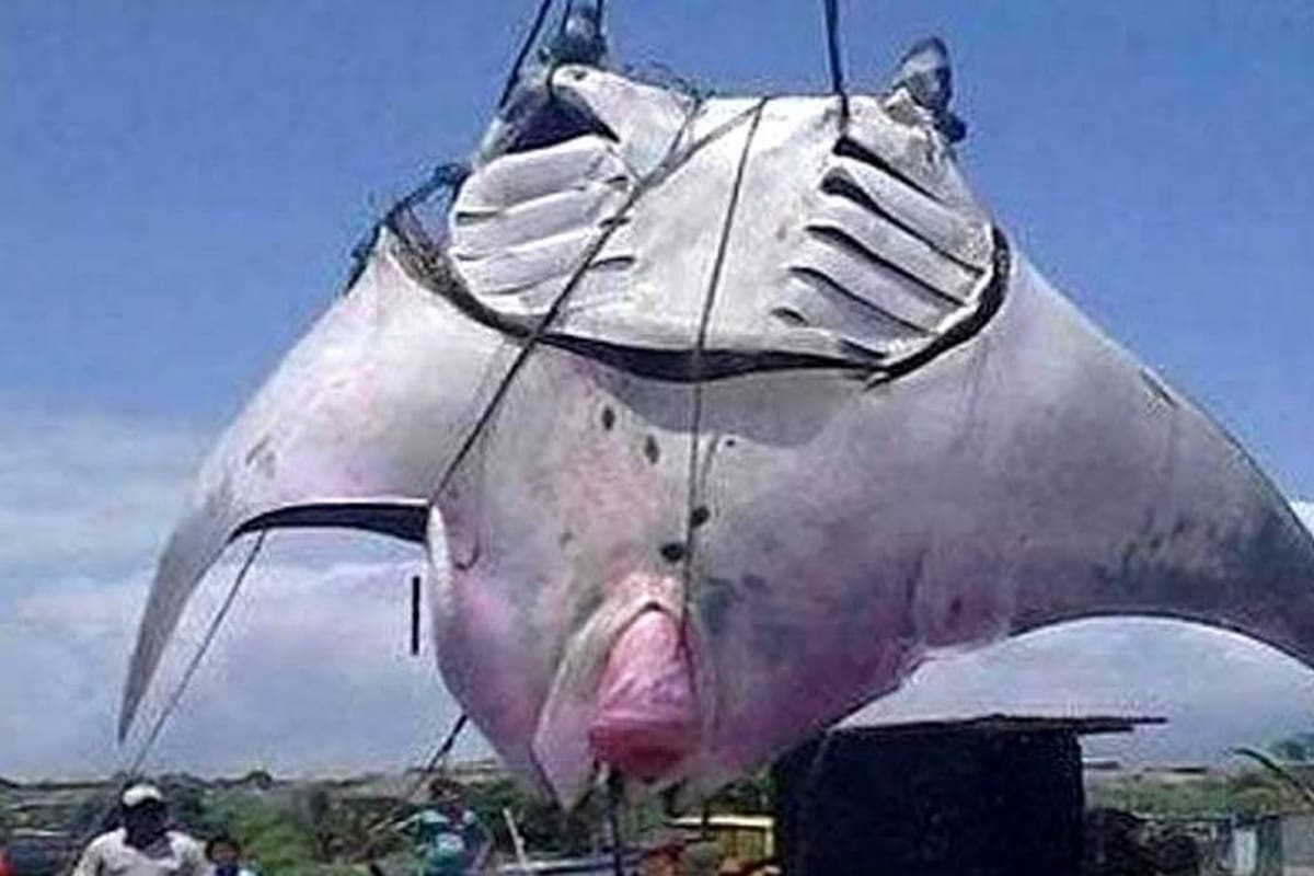 Pescan en Perú una gigantesca mantarraya de 1.000 kilos (Foto: Kelly Cruz/VANGUARDIA LIBERAL)