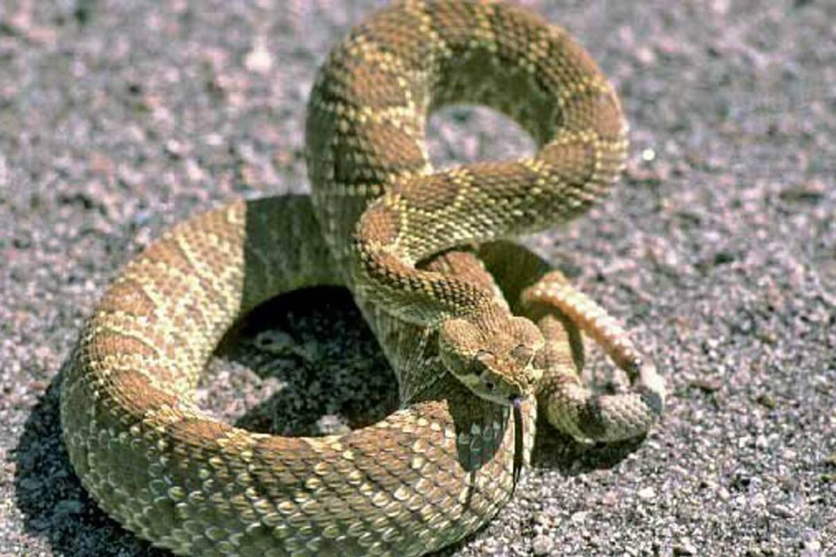 Murió en hospital de Bucaramanga niño mordido por una serpiente (Foto: Archivo / VANGUARDIA LIBERAL)