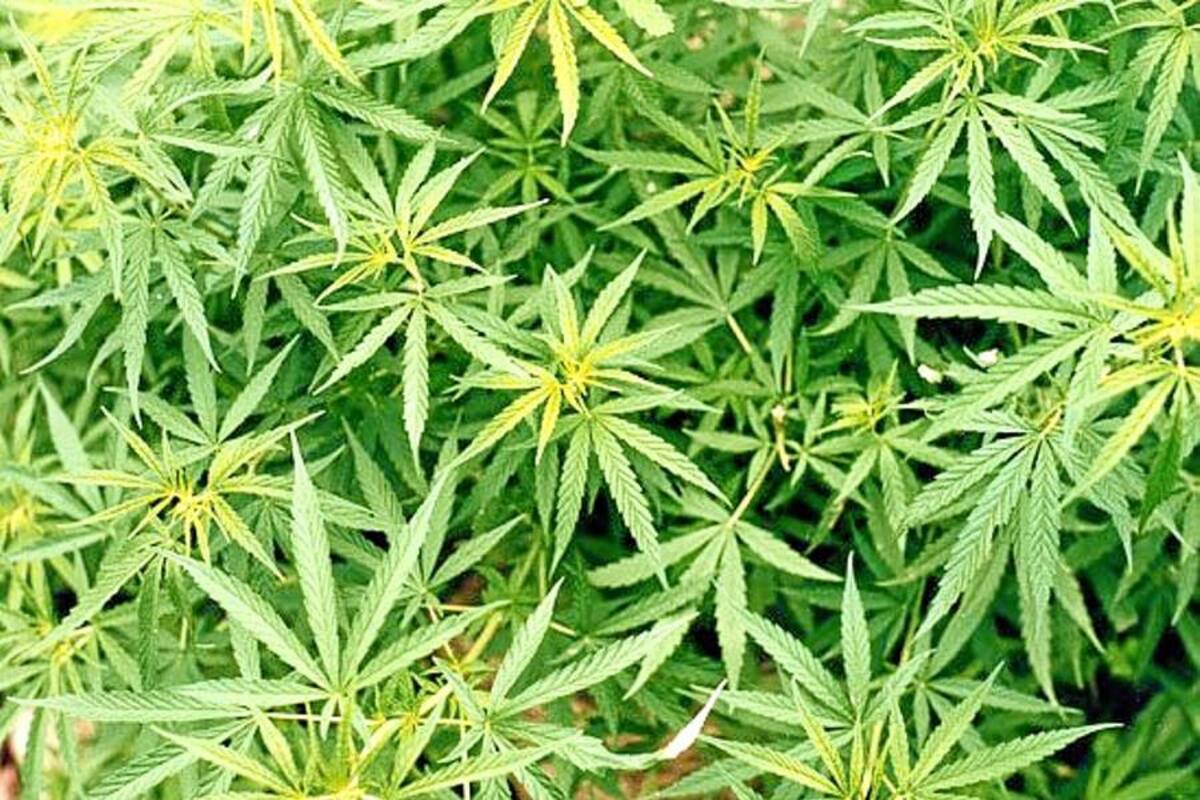 En EU cuatro toneladas de marihuana aparecen flotando en la costa (Foto: TOMADA DE INTERNET )