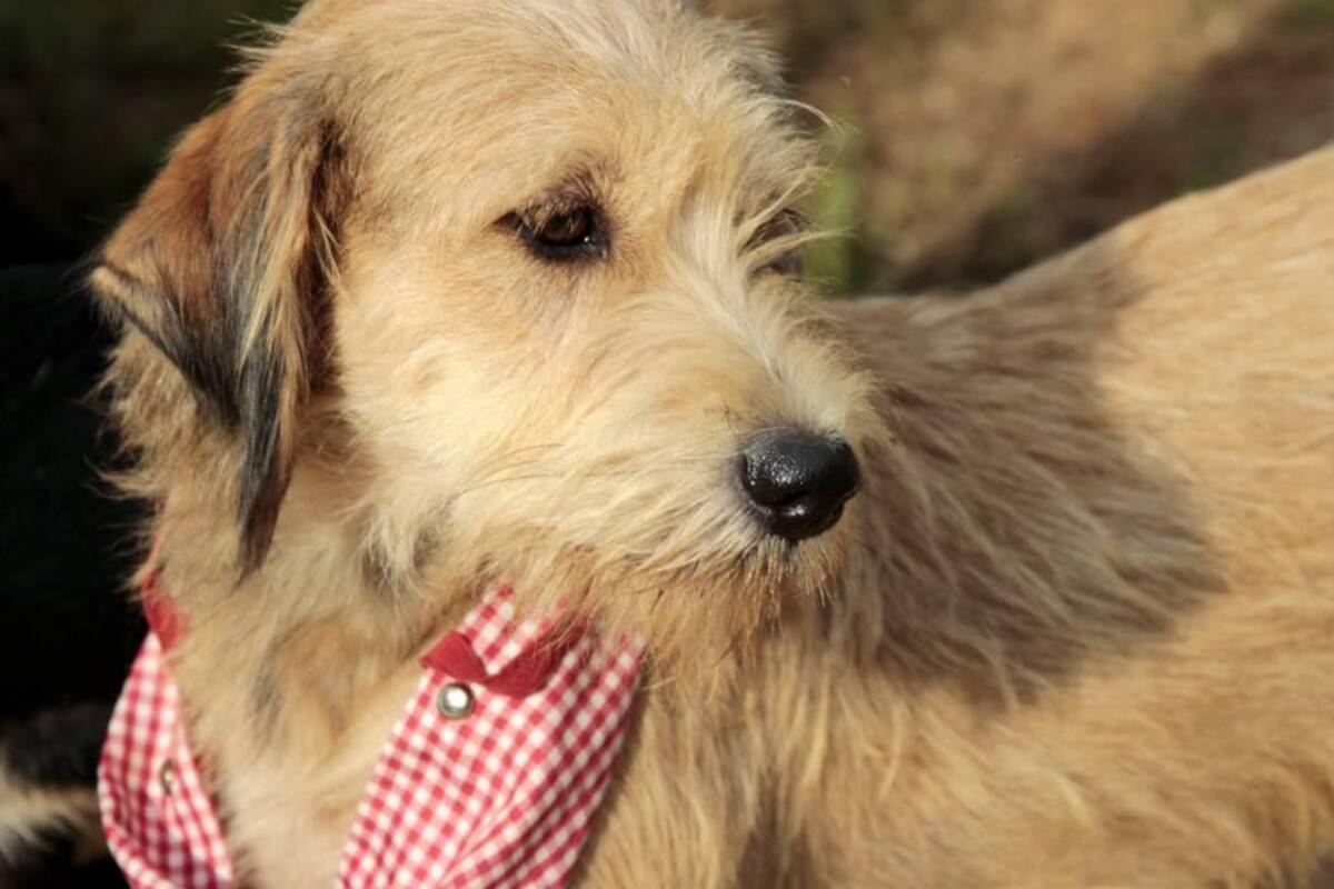 Si usted tiene mascotas viejas, esto es lo que debe saber (Foto: Archivo/ VANGUARDIA LIBERAL )