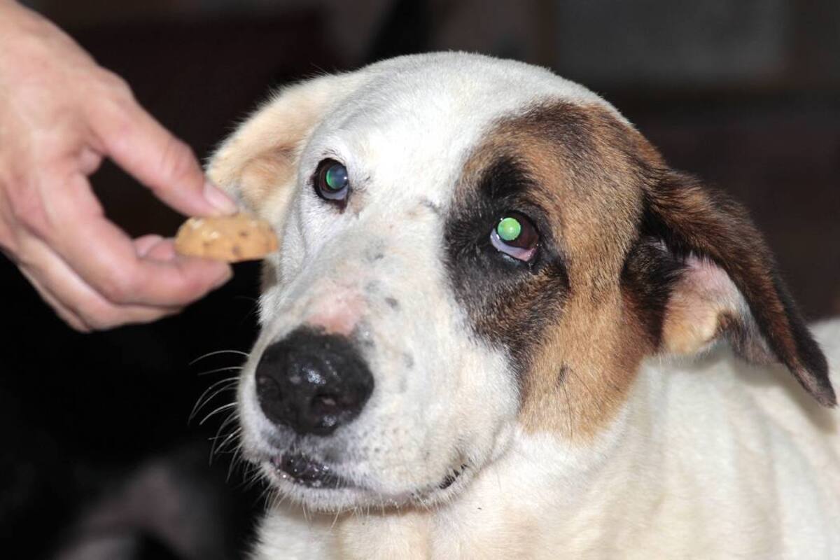 Estos son los alimentos que puede compartir con su perro (Foto: Archivo/ VANGUARDIA LIBERAL )