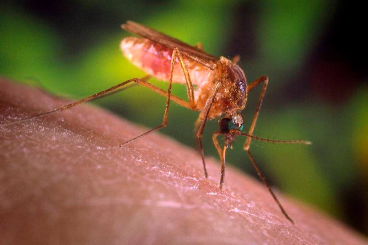 Investigan muerte de mujer por dengue grave en Bucaramanga (Foto: ARCHIVO/VANGUARDIALIBERAL)