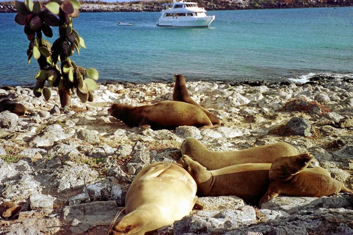 Estudio alerta sobre elevadas tasas de mortalidad de focas por falta de hielo (Foto: Archivo/VANGUARDIA LIBERAL)
