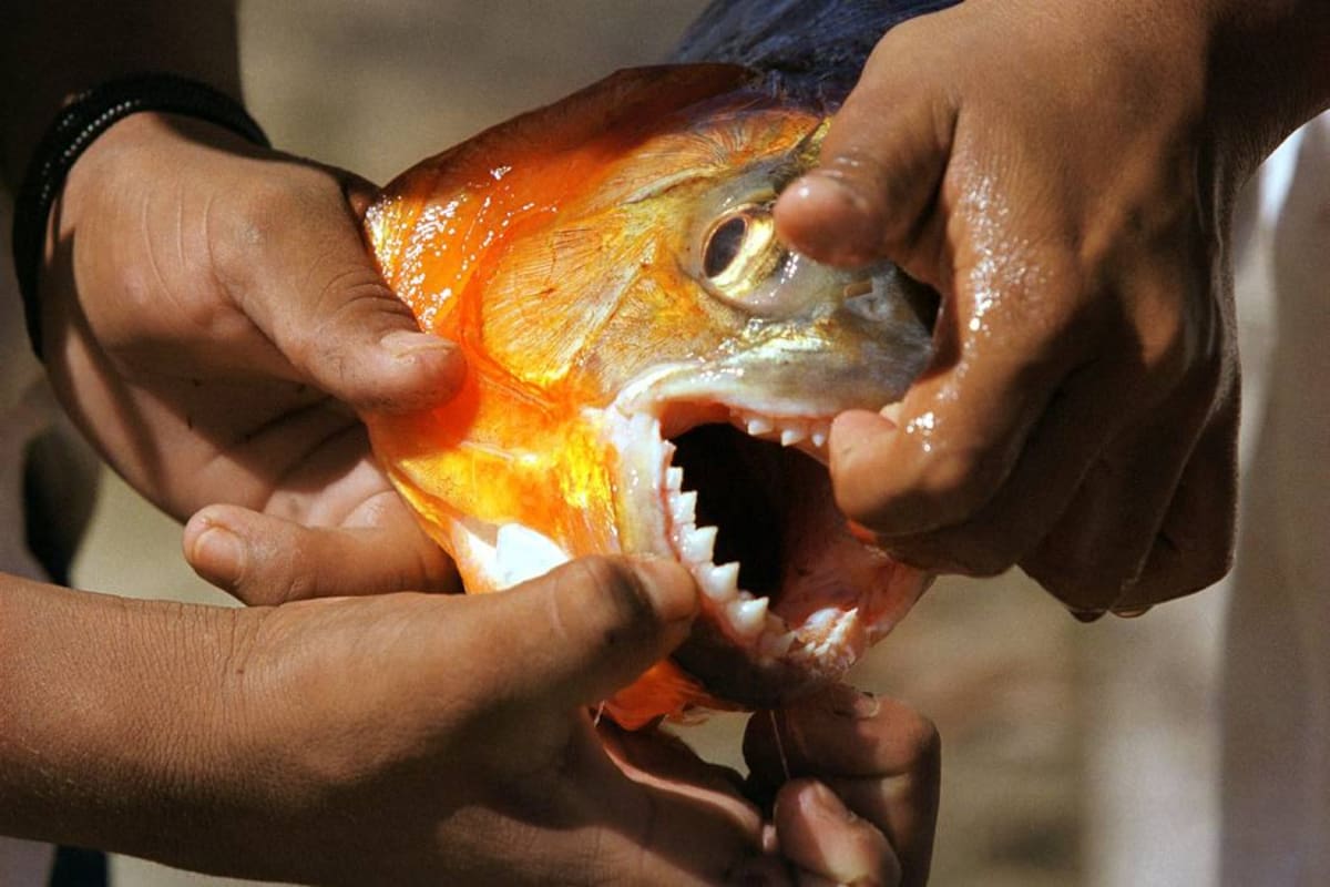 Así se ve cuando se arroja carne a un río infestado de pirañas (Foto: ARCHIVO/VANGUARDIALIBERAL)