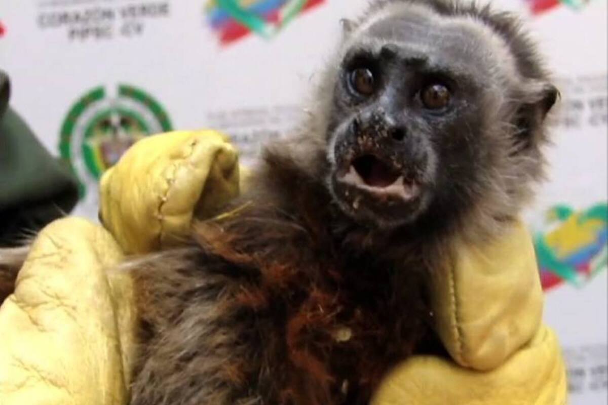 Rescatan animales silvestres sometidos a maltratos en Bucaramanga (Foto: Suministrada/ VANGUARDIA LIBERAL)