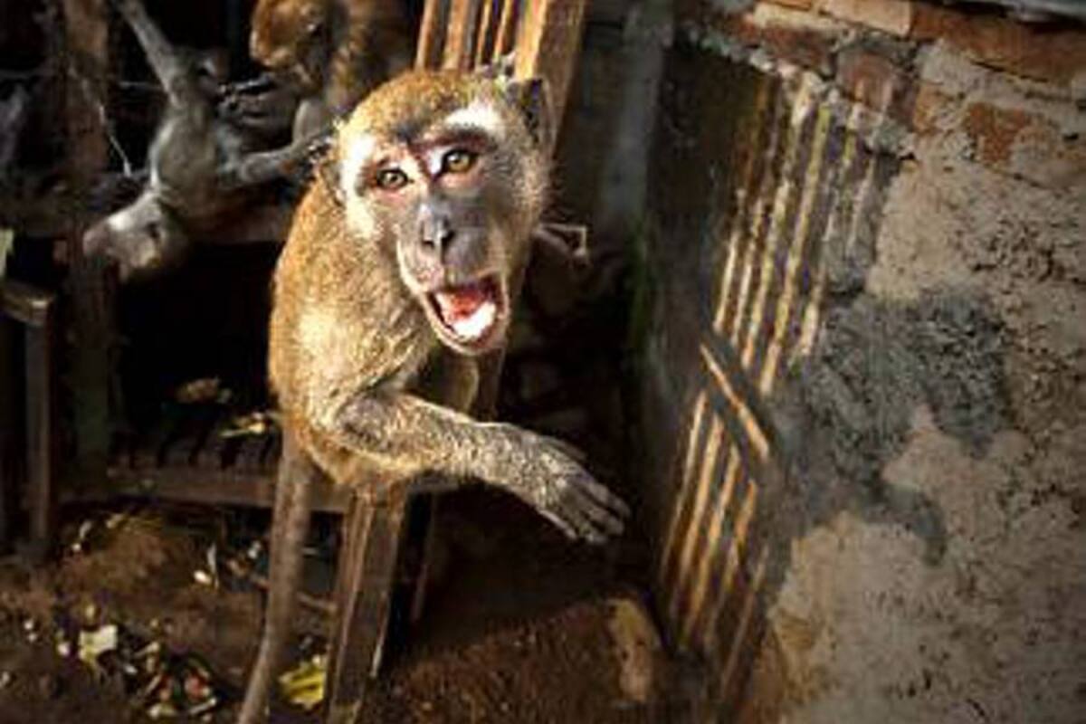 Muere un bebé por el ataque de un mono en Indonesia (Foto: Tomada de Internet/VanguardiaLiberal)
