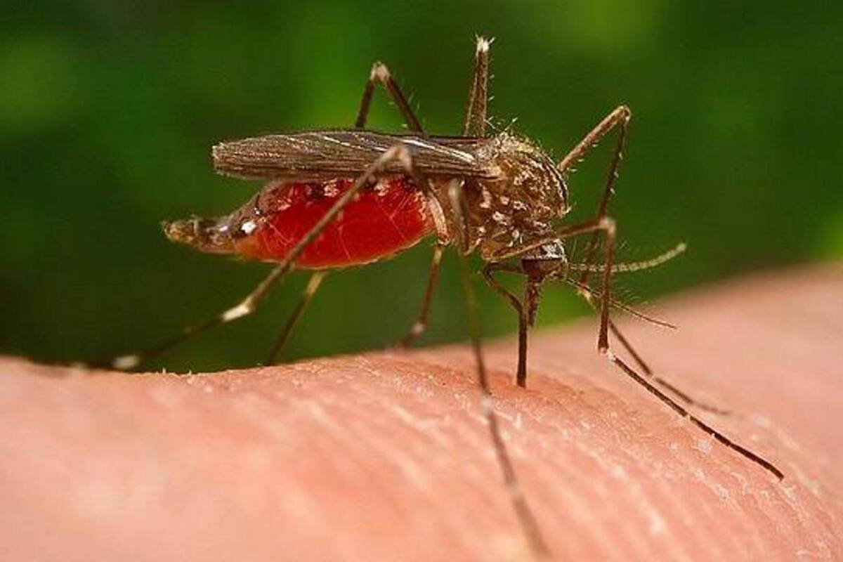 ¿Sabe cómo eligen los zancudos a quien picar? (Foto: EFE/VANGUARDIA LIBERAL)