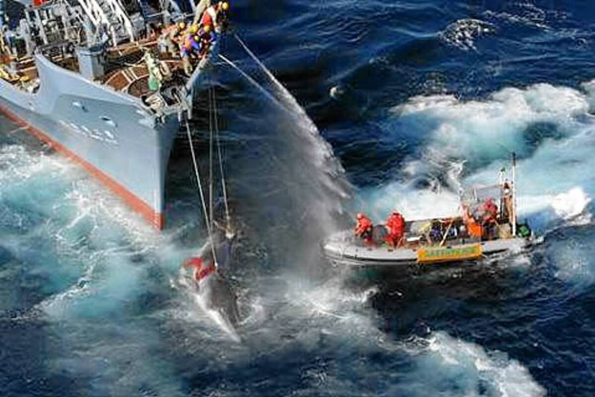 Ecologistas frenan la caza de ballenas de la flotilla japonesa en Antártida (Foto: Tomado de internet/ VANGUARDIA LIBERAL)