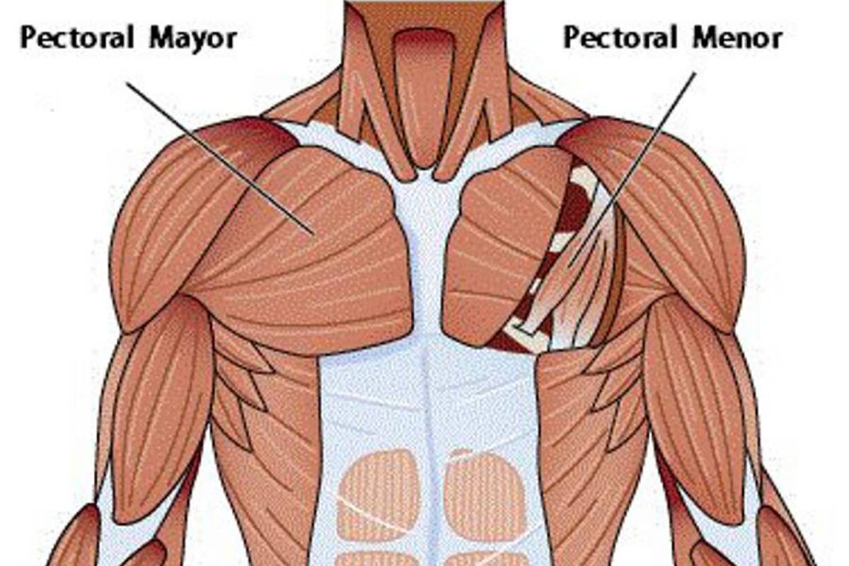 Pectorales más desarrollados y firmes (Foto: Tomado de Internet/VANGUARDIA LIBERAL)