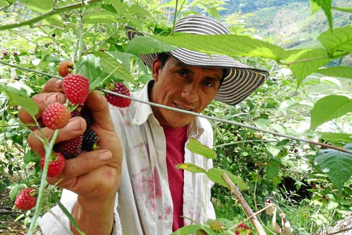 El noble oficio de los ‘moreros’ (Foto: Nelson Díaz/VANGUARDIA LIBERAL)