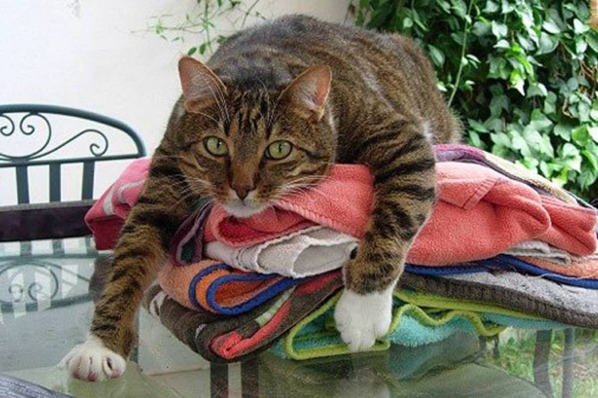 Advierten sobre problemas de obesidad en mascotas (Foto: Tomada de Zocalo.com.mx / VANGUARDIA LIBERAL)