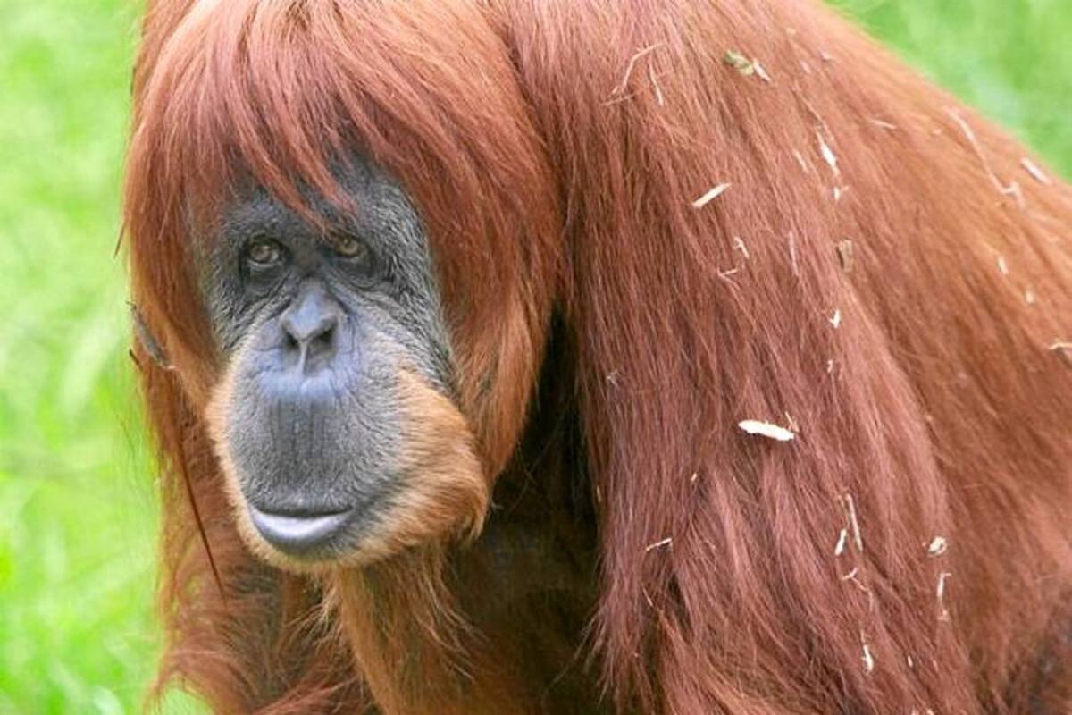 El orangután reproductor macho más viejo del mundo cumple 50 años (Foto: Tomada de internet/VANGUARDIA.COM)