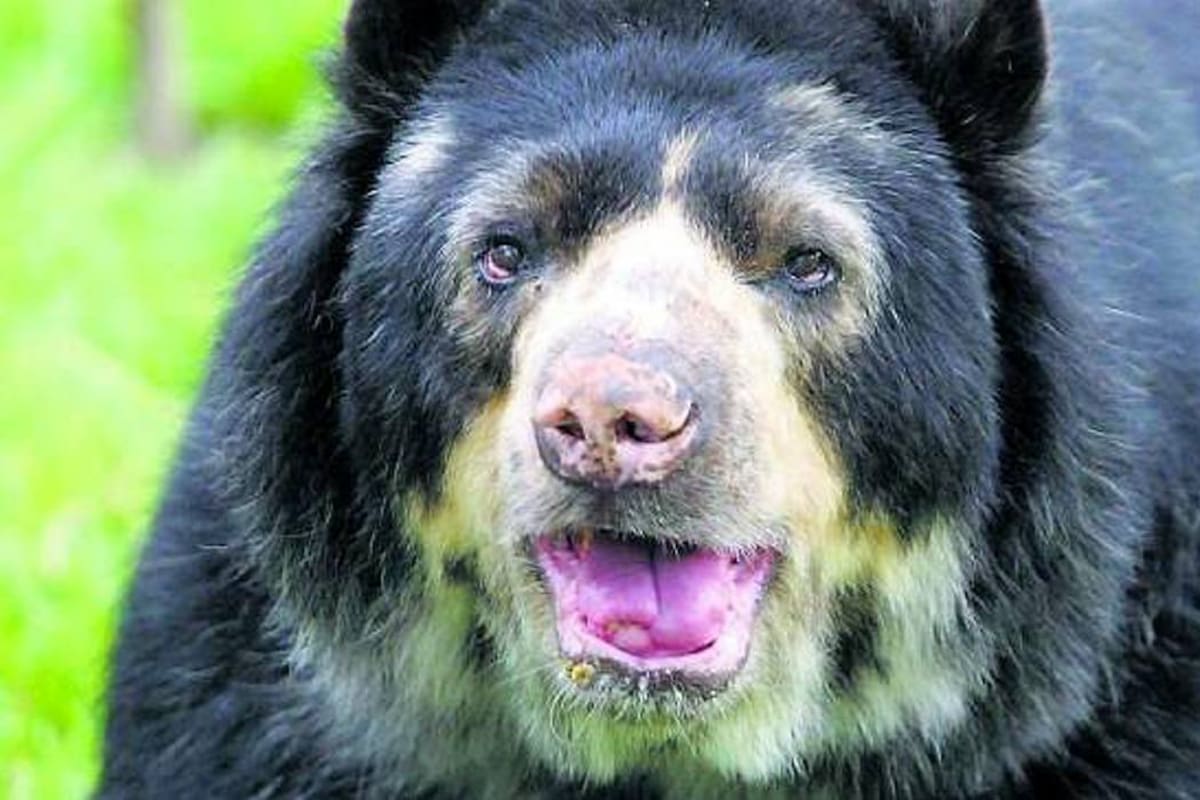 Esta es la primer condena por asesinato de un oso de anteojos en Colombia (Foto: Colprensa /VANGUARDIA LIBERAL)
