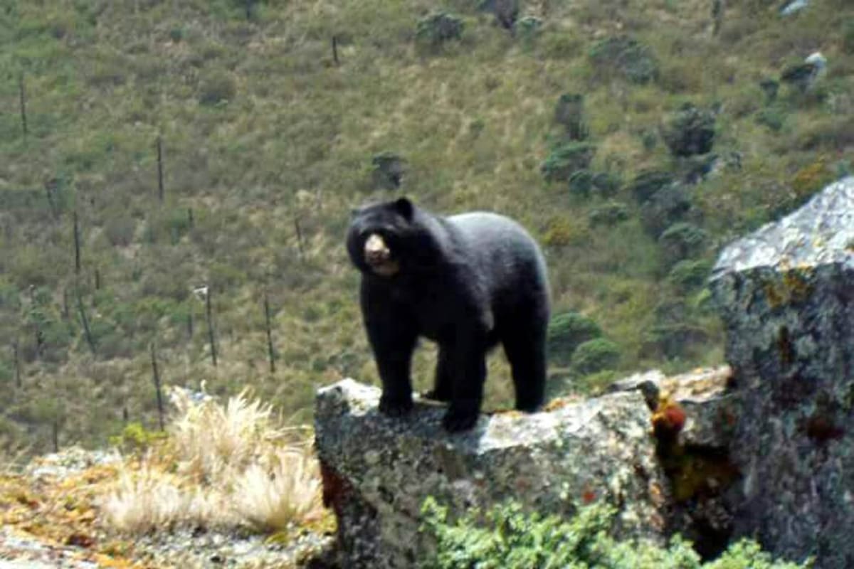 Piden no cazar a oso de anteojos fotografiado en Santander (Foto: Luis Carlos Figueroa/ VANGUARDIA LIBERAL )