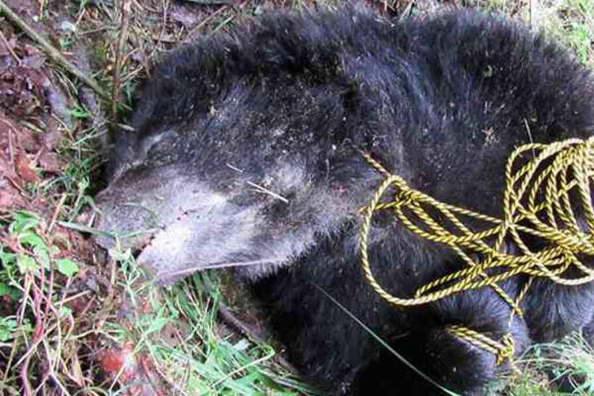 Asignarán un fiscal especializado para investigar asesinato de oso de anteojos (Foto: COLPRENSA, VANGUARDIA LIBERAL)
