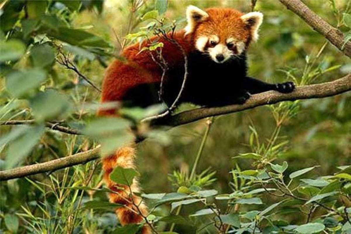 Firefox celebra su aniversario con actualizaciones y ayuda a los osos panda (Foto: Tomada de Internet/ VANGUARDIA LIBERAL)