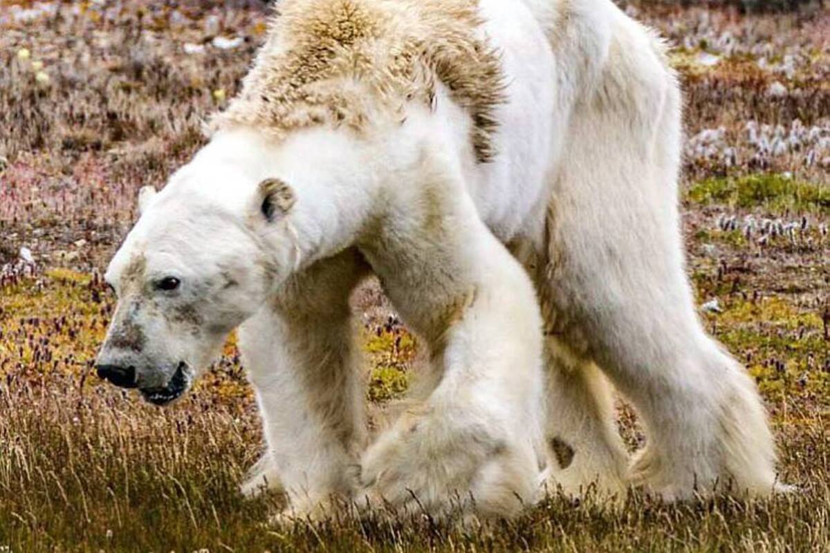 La agonía del oso polar que se convirtió en rostro de los efectos del cambio climático (Foto: Tomada de Instagram: natgeo /VANGUARDIA LIBERAL)