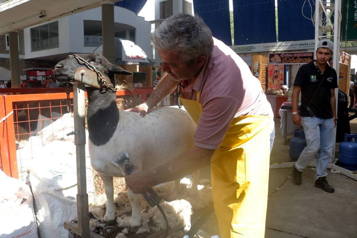Este hombre ‘embellece’ a las mejores ovejas de Santander (Foto: Fabián Hernández / VANGUARDIA LIBERAL)