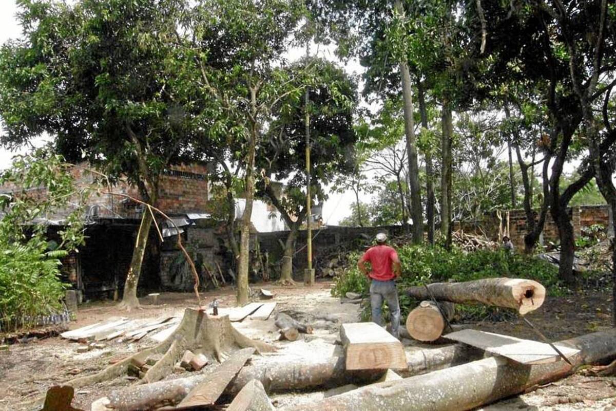 Seis millones de hectáreas de bosque taladas en últimos 20 años en el país (Foto: Archivo/VANGUARDIA LIBERAL)