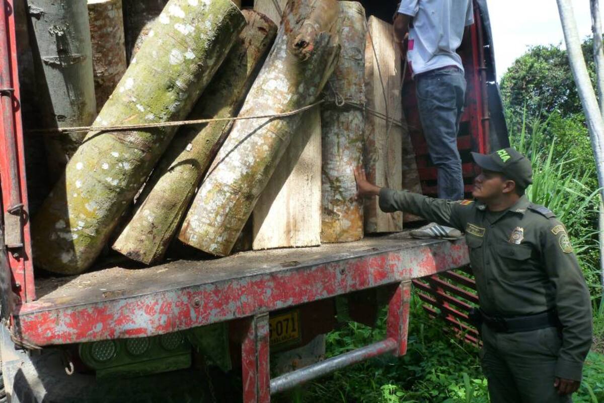 Capturado un hombre por tráfico de madera en Santander (Foto: Suministrada/ VANGUARDIA LIBERAL)