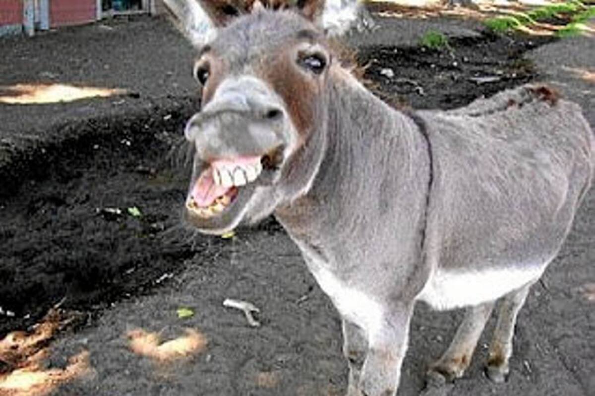 El hombre que le quiere regalar un burro al presidente Obama (Foto: Tomada de internet/VANGUARDIA LIBERAL)