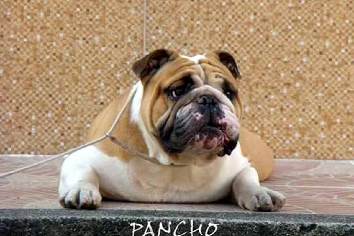 Su origen es de Gran Bretaña y es catalogado como perro de compañía. Los Bulldogs no son tan longevos, viven aproximadamente 9 años. (Foto: Suministradas Club Bulldog Bucaramanga)
