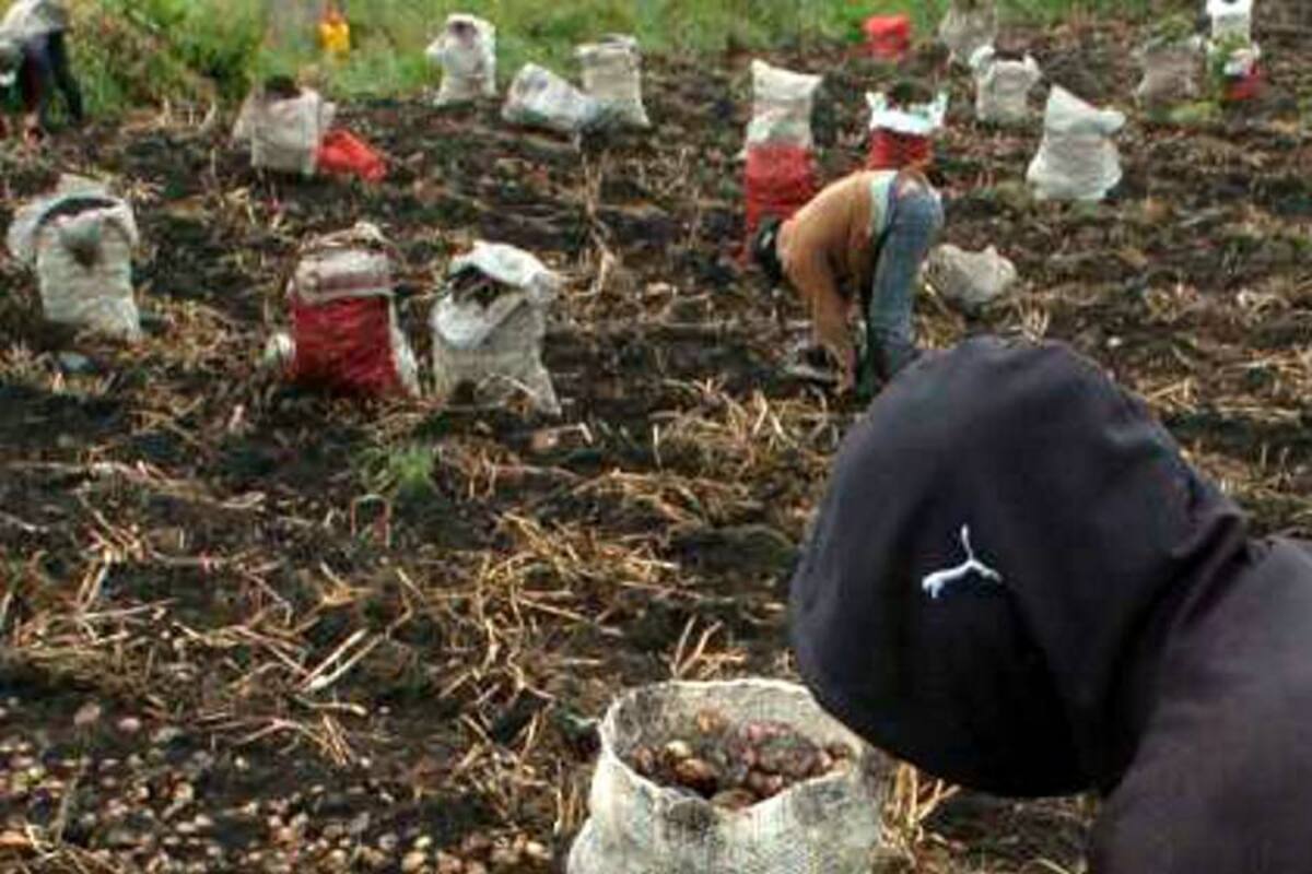 Paperos se movilizan para pedirle un precio de sustentación al Gobierno (Foto: Tomada de elcolombiano.com)