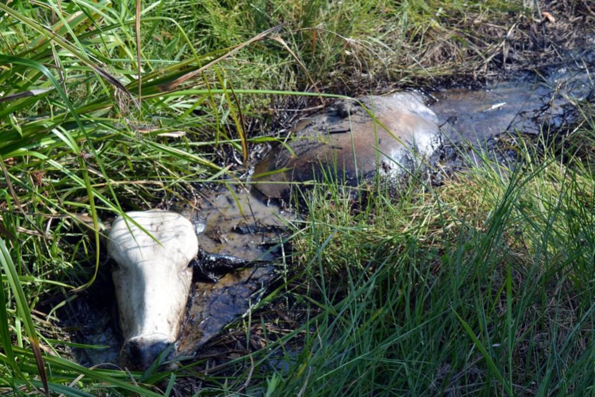 Palagua, la ciénaga que se la traga el petróleo (Foto: Suministrada/ VANGUARDIA LIBERAL)