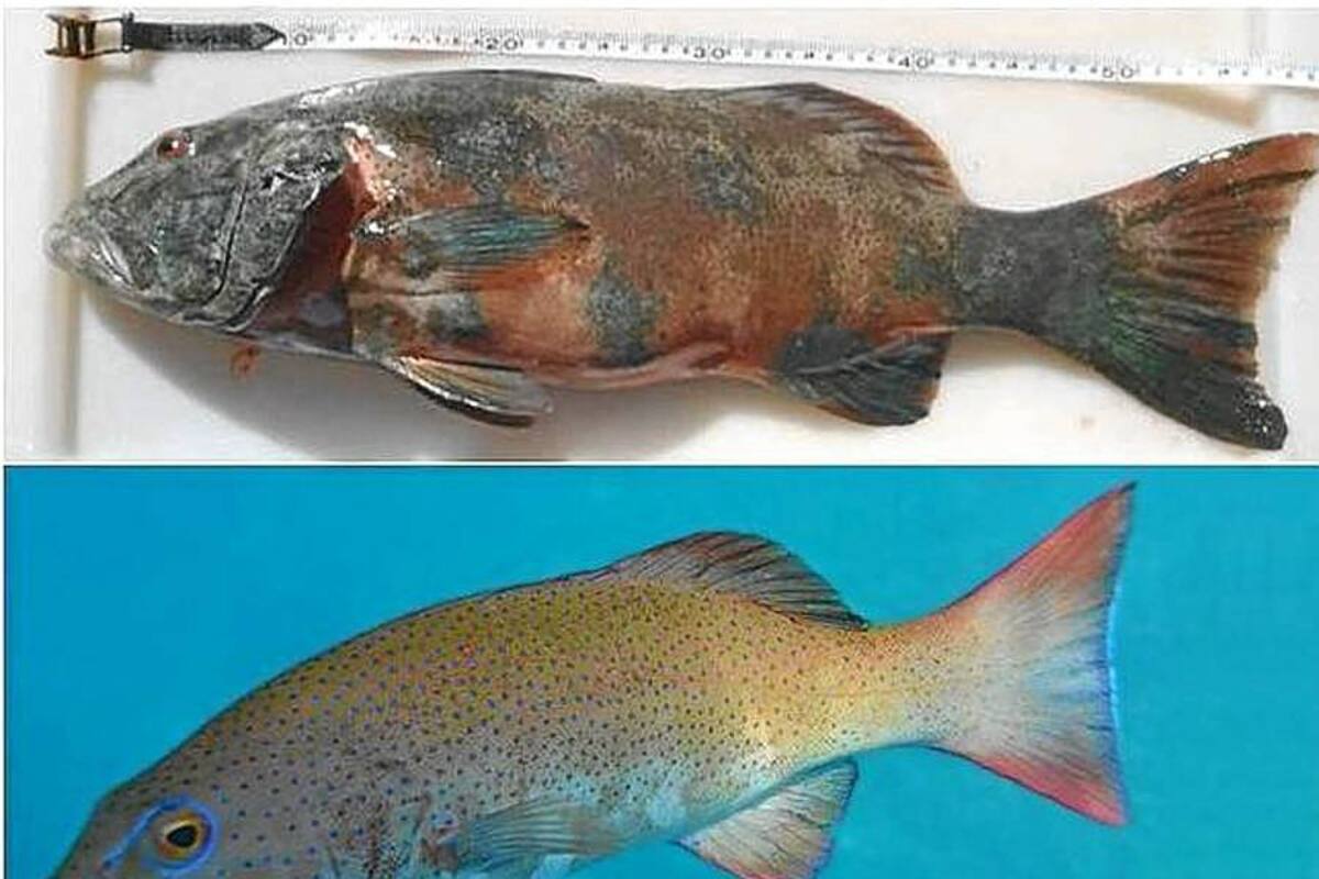 Descubren los primeros peces con cáncer de piel (Foto: Tomada de Internet/VanguardiaLiberal)