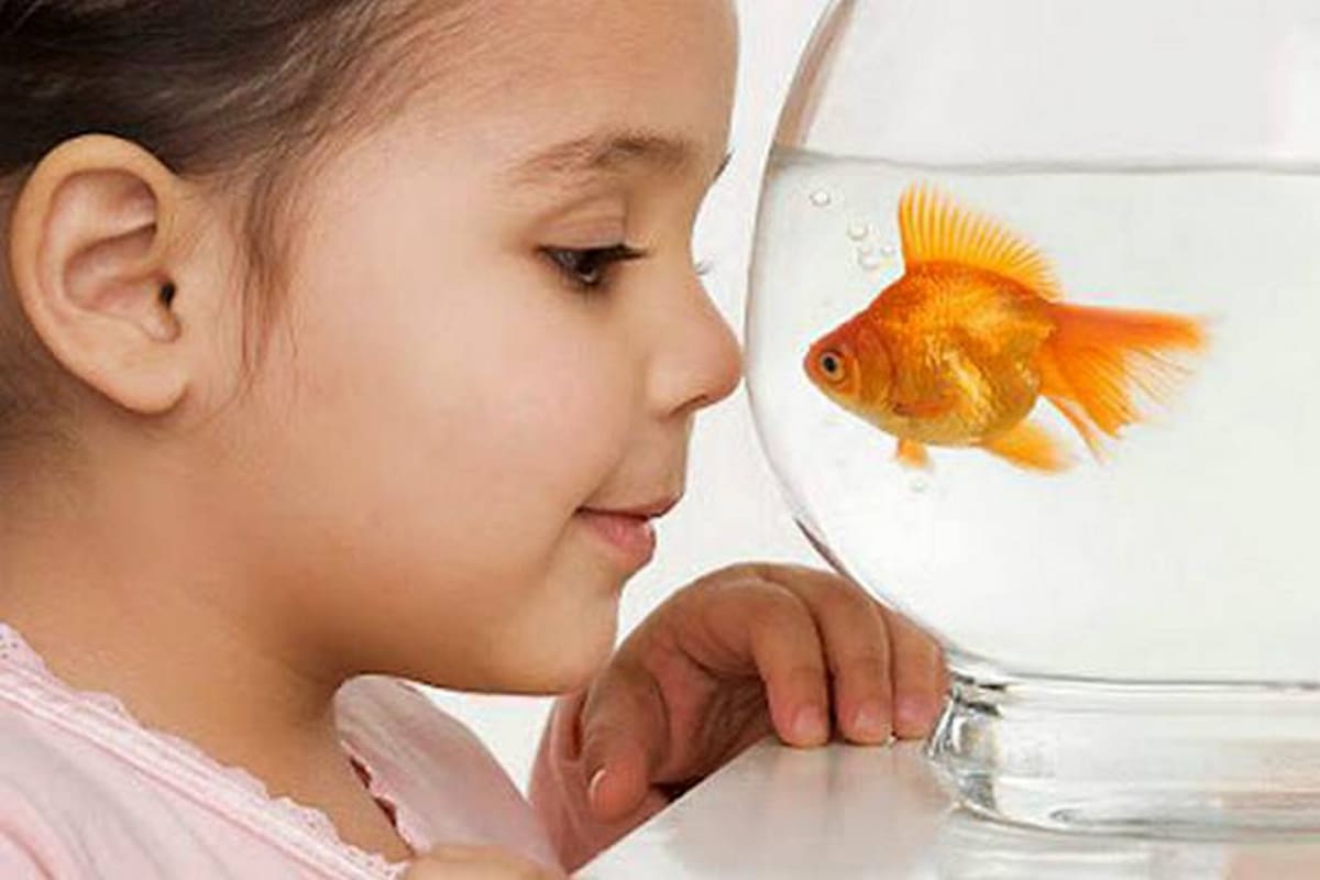 Conozca sobre el poder terapéutico de las mascotas (Foto: Tomada de Canalmascotas.com)