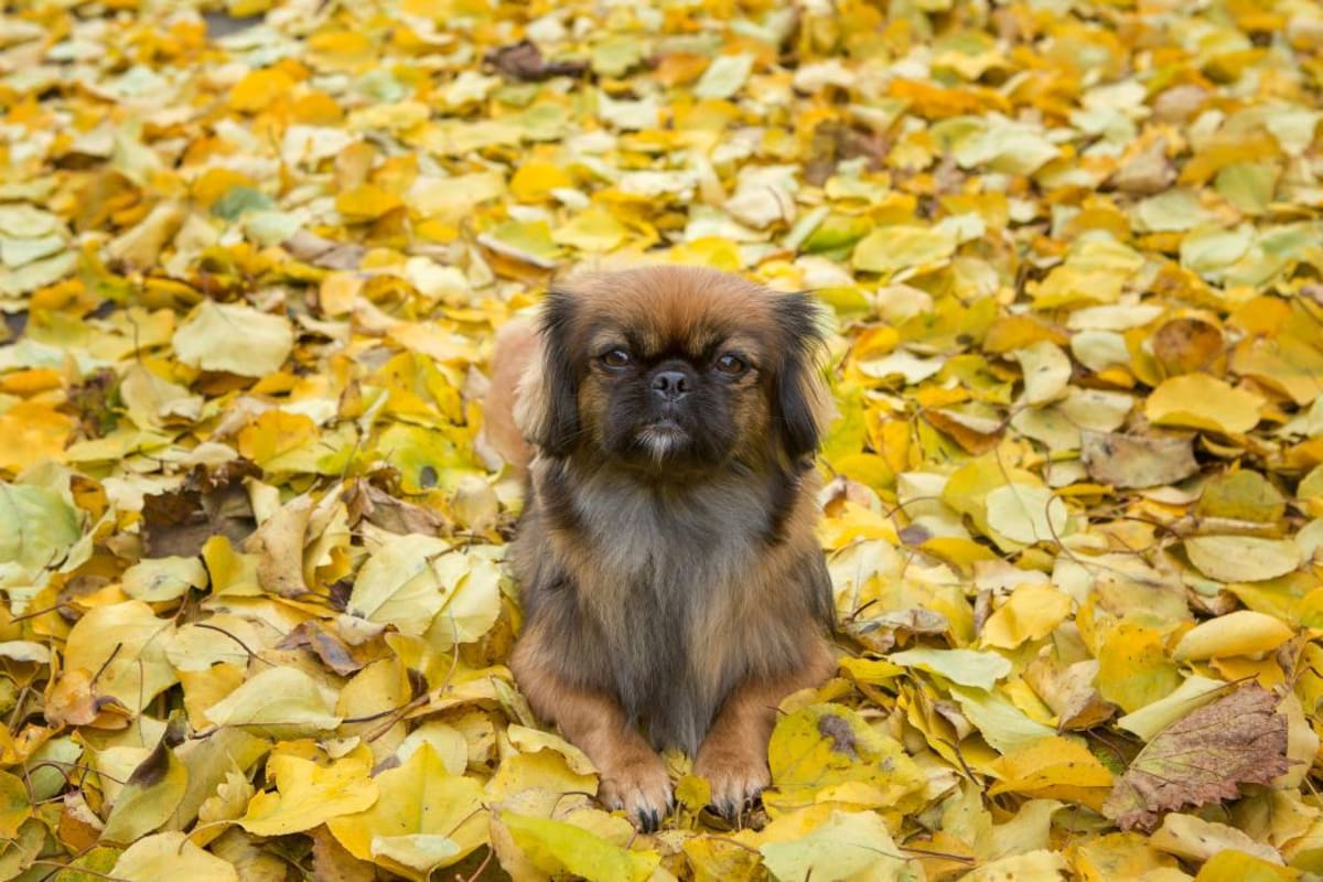 Pekinés, el canino de la leyenda china que enamoró al hombre con su ternura y fidelidad (Foto: Archivo/ VANGUARDIA LIBERAL )