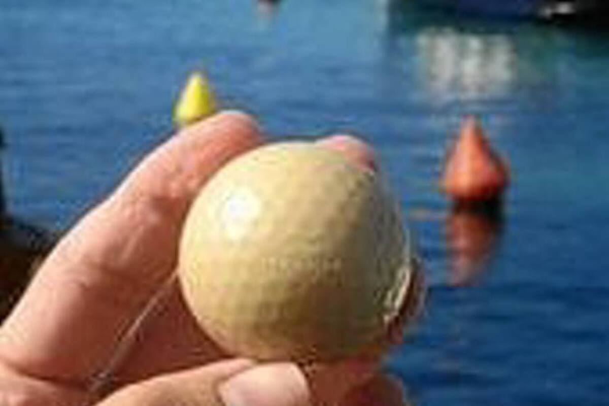 La primera pelota de golf que alimenta a los peces saldrá esta navidad al mercado estadounidense (Foto: Tomada de Internet/VanguardiaLiberal)