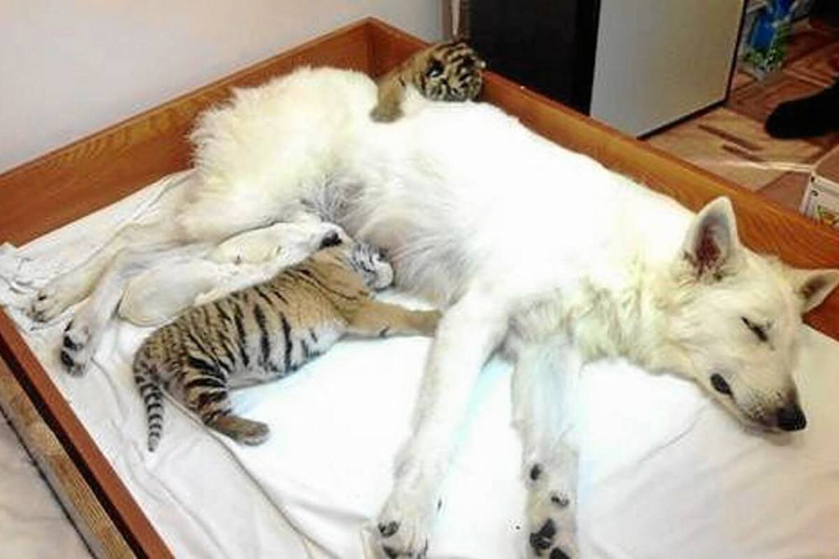 Madre canina adopta a tigres bebés (Foto: Tomado de Internet/VANGUARDIA LIBERAL)