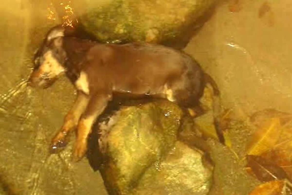 Denuncian caso de crueldad animal en Piedecuesta (Foto: SUMINISTRADA /VANGUARDIA LIBERAL)