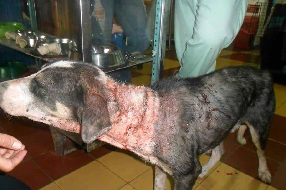 Por intolerancia, apuñalan en varias ocasiones a un perro en Bucaramanga (Foto: Suministrada/ VANGUARDIA LIBERAL)