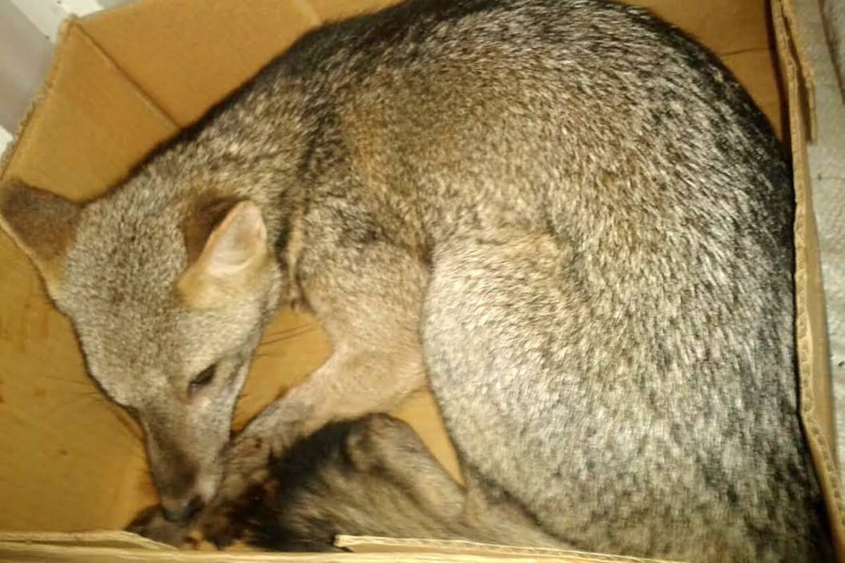 Rescatada hembra de perro-zorro tras ser atropellada por motociclista en Bucaramanga (Foto: Suministrada por AMB/ VANGUARDIA LIBERAL )