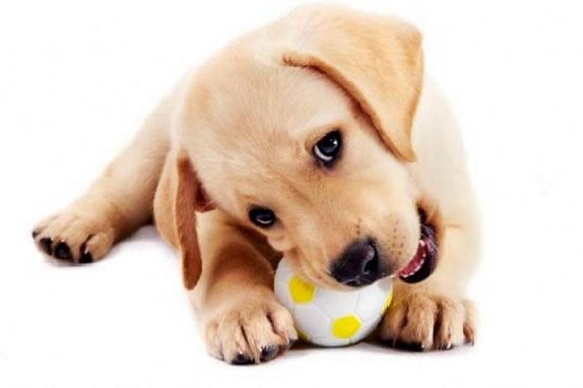 Cómo evitar la caída de pelo en los perros (Foto: Tomada de Mundomascota.net / VANGUARDIA LIBERAL)