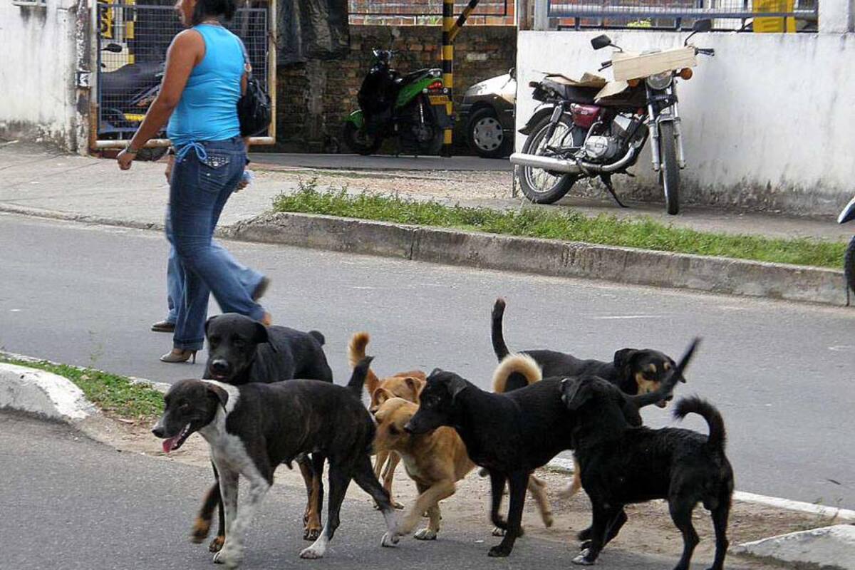 Concejal en Medellín se retractó de idea de matar perros callejeros (Foto: Archivo/ VANGUARDIA LIBERAL)