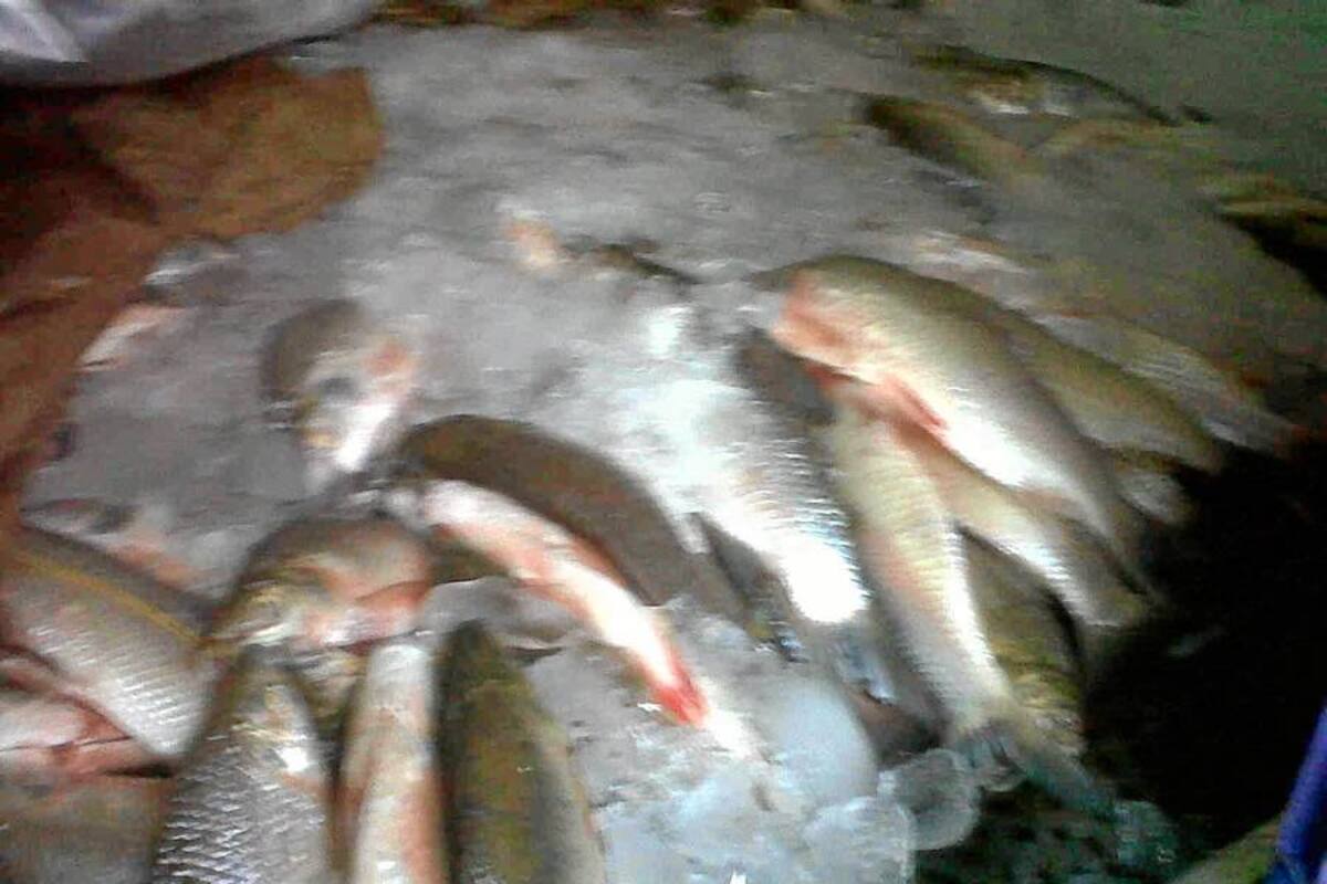 La Policía incautó 1.700 kilos de pescado y 540 pieles de ganado (Foto: Suministradas Policía de Santander)