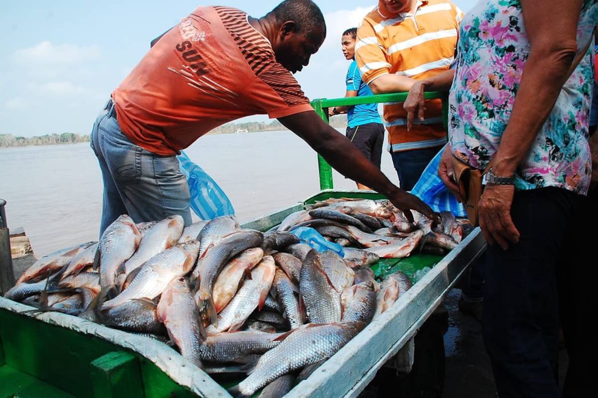 Abunda el bocachico tras la subida del río Magdalena (Foto: Colprensa/ VANGUARDIA LIBERAL)