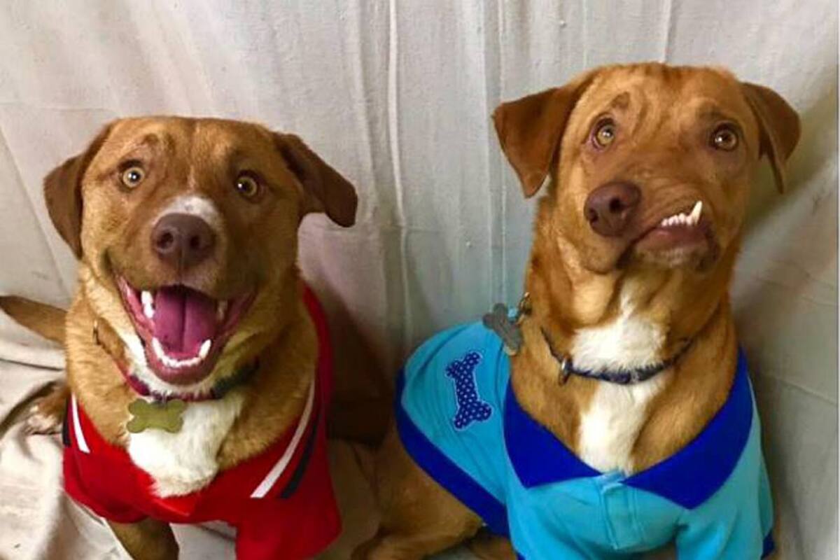 Conozca la historia de Pablo y Picasso, dos adorables perros a los que les llueven ofertas de hogar. (Foto: Tomada de internet/VANGUARDIA LIBERAL)