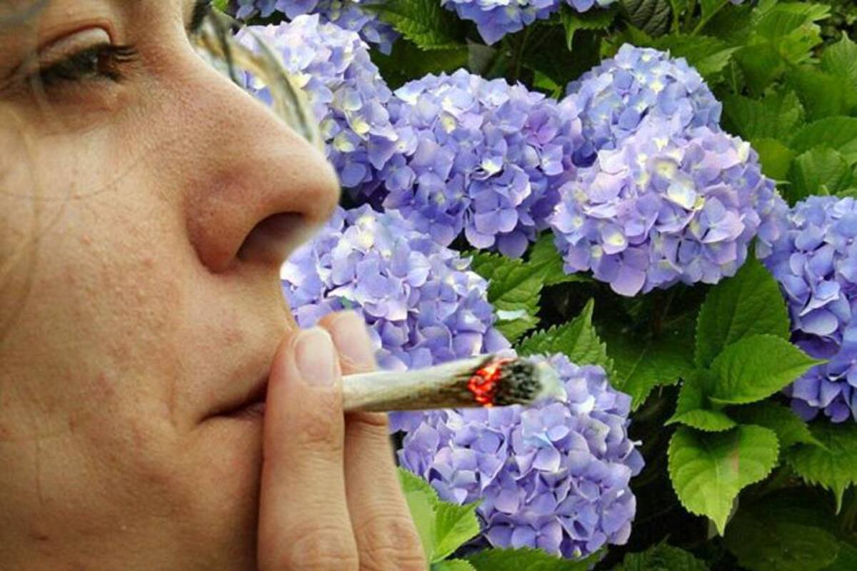 Hortensias: La nueva droga de moda en Europa (Foto: eldiario.com.uy)